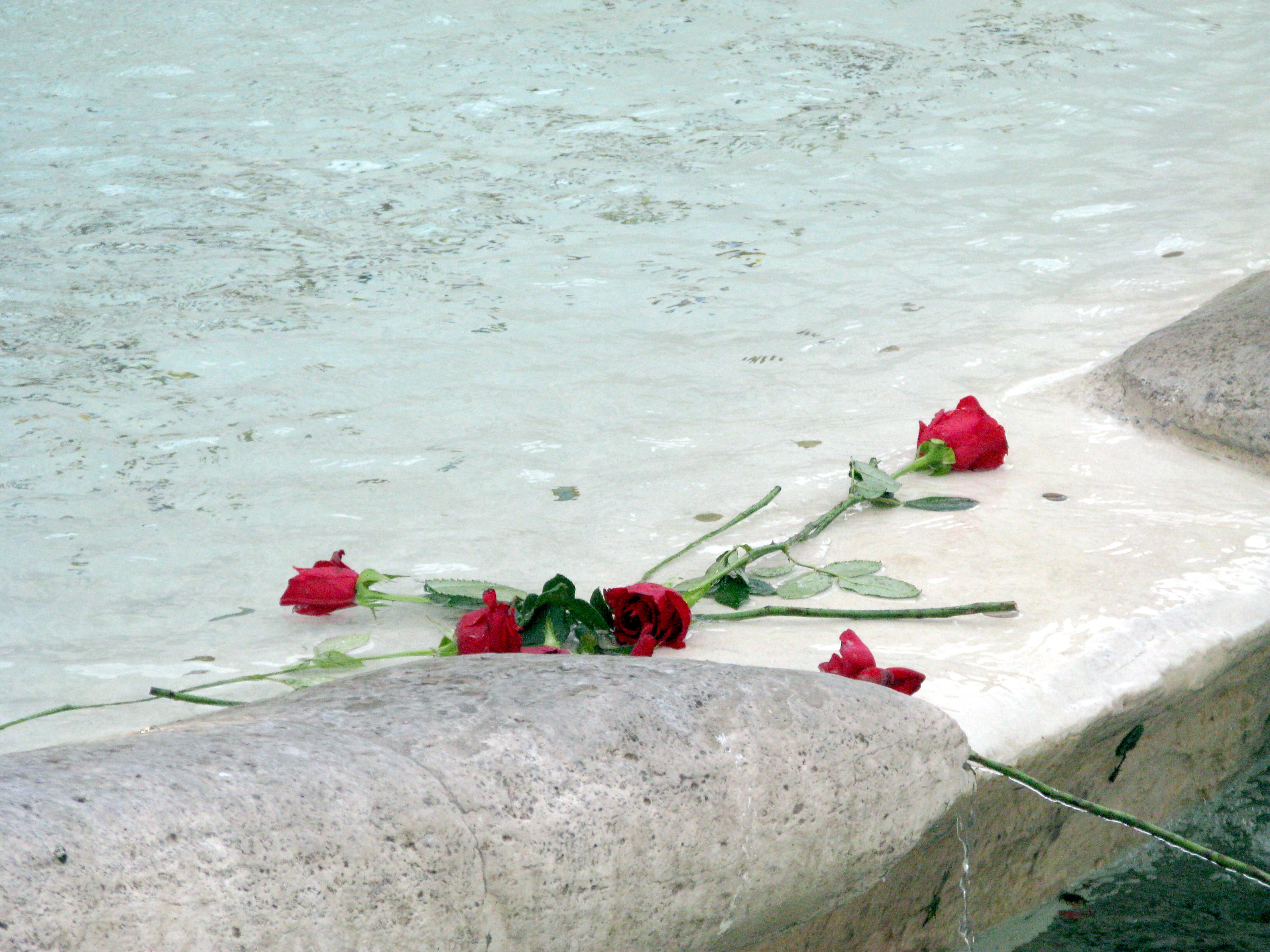 Roses thrown in fountain