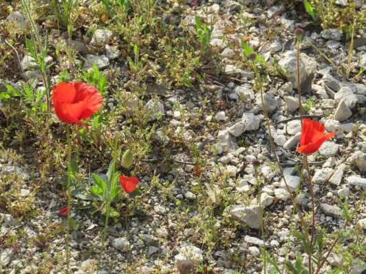 Poppies in Cicus Maximus